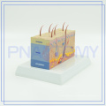 PNT-0554 modelo de estructura de piel de alta calidad para la venta